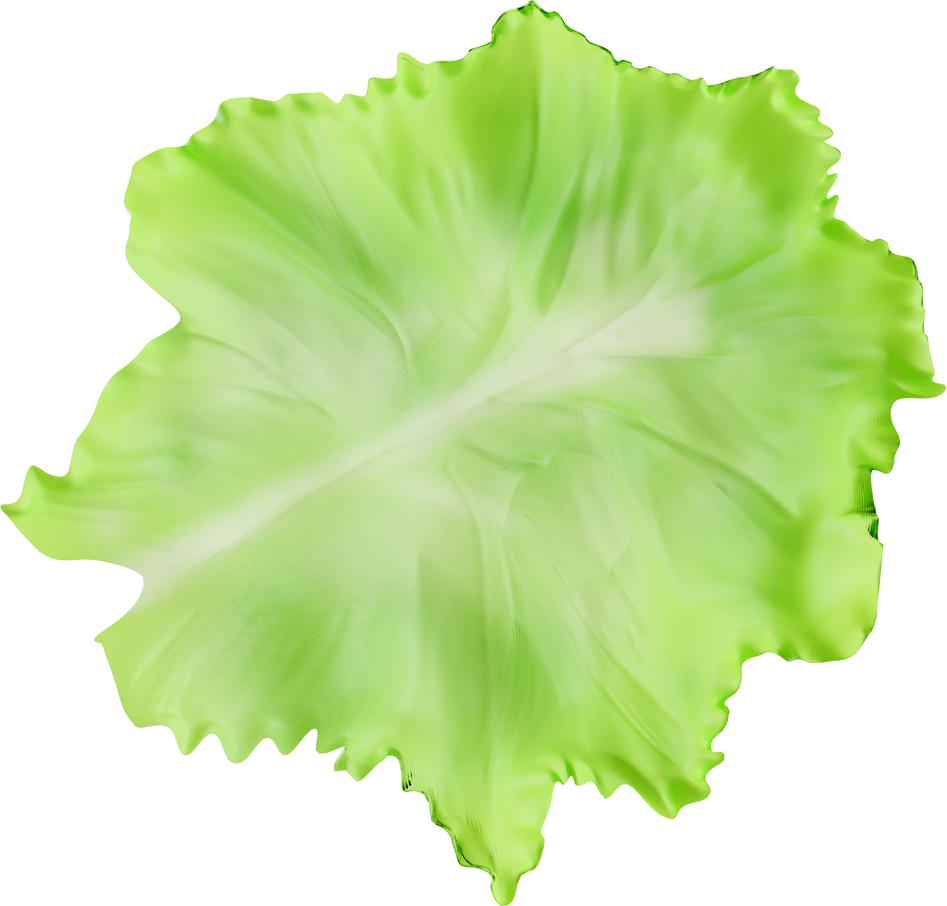 Lettuce Vegetable Plant